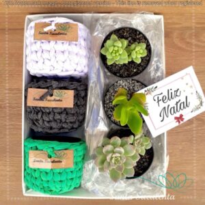 COMBO 03 CACHEPOS COM SUCULENTAS
