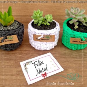 COMBO 03 CACHEPOS COM SUCULENTAS