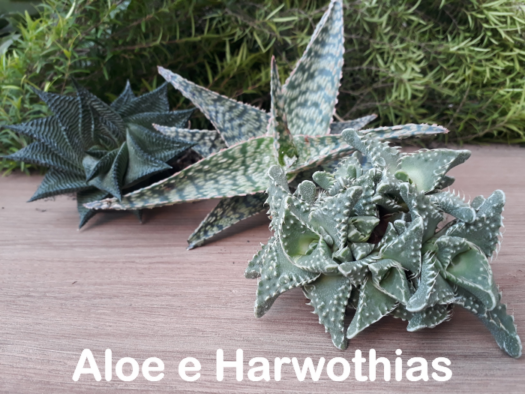 Suculentas e Cactos - Santa Suculenta Coleção Online