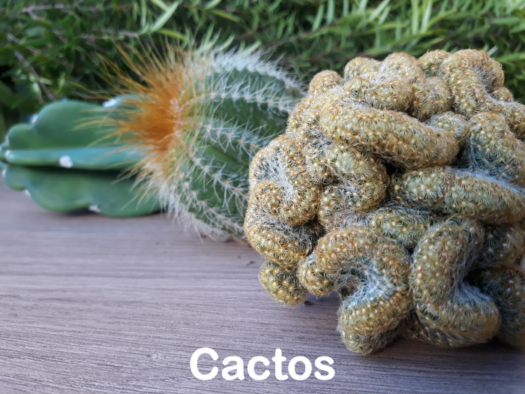 Suculentas e Cactos - Santa Suculenta Coleção Online