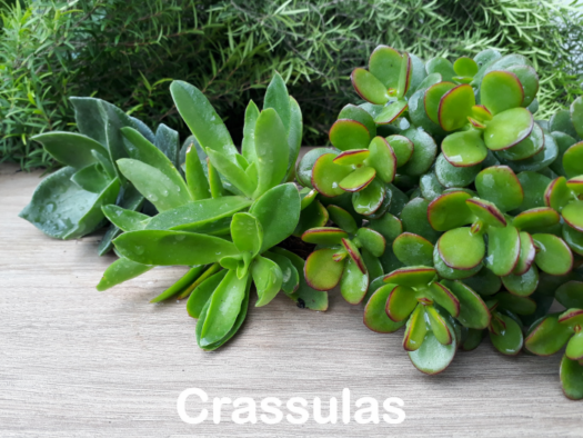 Suculentas e Cactos - Santa Suculenta Coleção Online