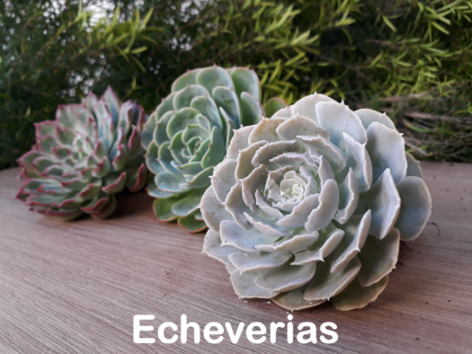 Suculentas e Cactos - Santa Suculenta Coleção Online