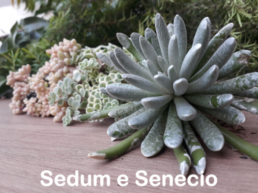 Suculentas e Cactos - Santa Suculenta Coleção Online