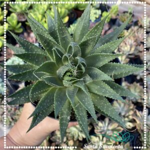 ALOE ARISTATA (GRANDE) – PT 15 cm