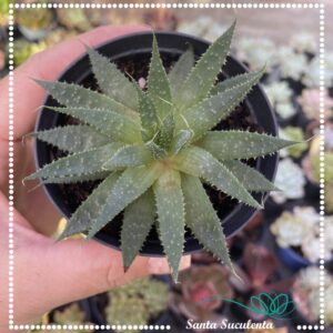 ALOE ARISTATA  – PT 09 cm