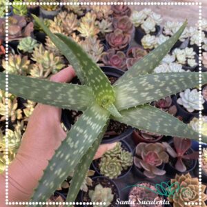 ALOE MACULATA (GRANDE) – PT 15 cm