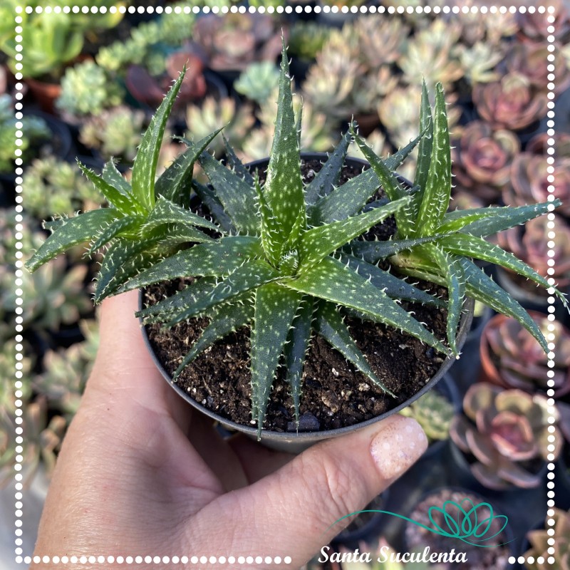 aloe willow Aylin's Serenity main image 0