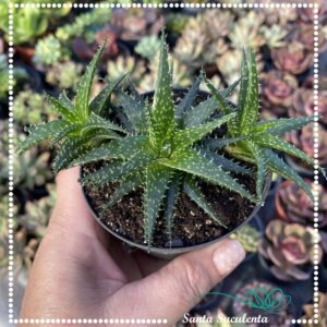 ALOE PEPE – PT 09 cm