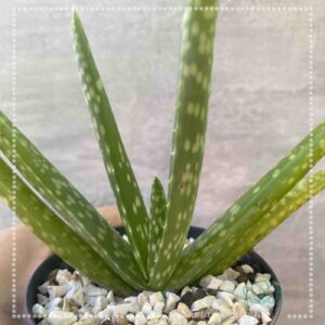 ALOE VERA – PT 11cm