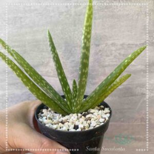 ALOE VERA – PT 11cm