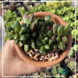 ANACAMPSEROS RUFESCENS SUNRISE – PT 11 cm