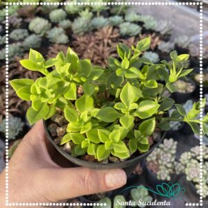 APTENIA CORDIFOLIA (ROSINHA DO SOL) – PT 11 cm
