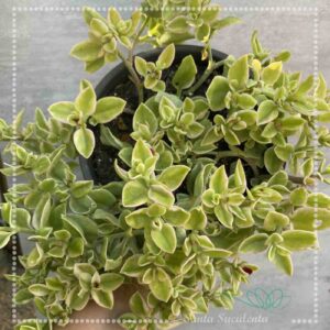 APTENIA CORDIFOLIA VARIEGATA (ROSINHA DO SOL) – CUIA 17 cm