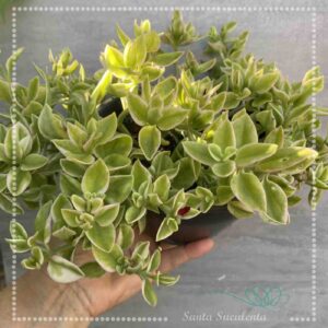 APTENIA CORDIFOLIA VARIEGATA (ROSINHA DO SOL) – CUIA 17 cm