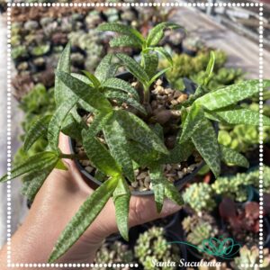 BULBO DE LEDEBOURIA SOCIALIS (SCILLA VIOLACEA) – PT 11 cm