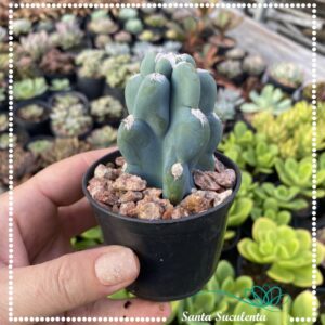 CACTO MANDACARU (COM ESPINHOS) – PT 07 cm