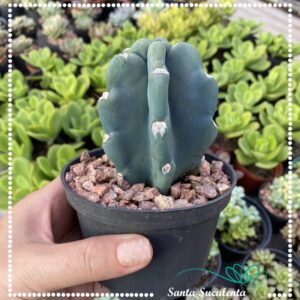 CACTO MANDACARU (COM ESPINHOS) – PT 11 cm