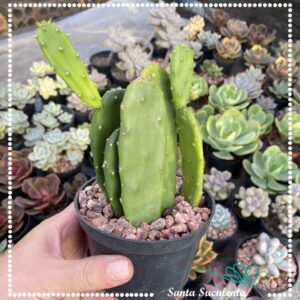 CACTO OPUNTIA  TUNA – PT 11 cm