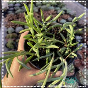 COLAR DE ANZOL (SENECIO RADICANS) – PT 11 cm