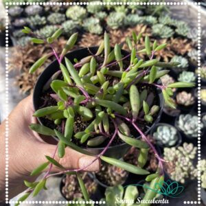 COLAR DE RUBI OTHONNA CAPENSIS – PT 11 cm