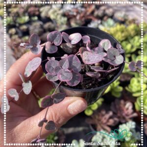 CORAÇÃO EMARANHADO VARIEGATA – PT 07 cm