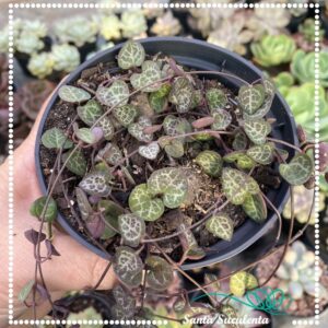 CORAÇÃO EMARANHADO – PT 11 cm