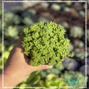 CRASSULA ESPANSA – PT 11 cm