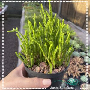 CRASSULA MUSCOSA – PT 11 cm