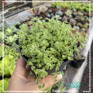 CRASSULA PETITE BICOLOR – PT 11 cm