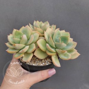 ECHEVERIA ANTIQUA (TRES ROSETAS) – PT 11 cm