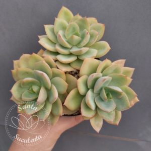 ECHEVERIA ANTIQUA (TRES ROSETAS) – PT 11 cm