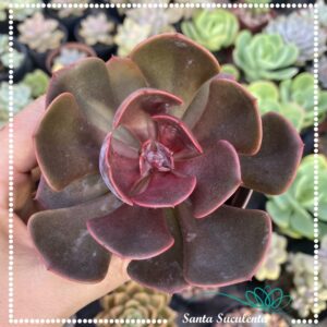 ECHEVERIA DUSTY ROSE – PT 11 cm