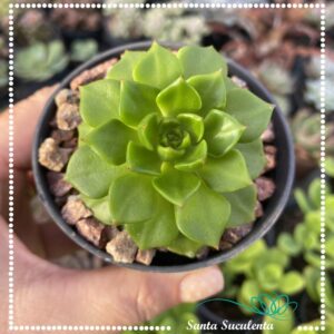 SEDEVERIA LETIZIA – PT 11 cm