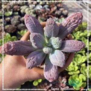 ECHEVERIA LINGUAS – PT 09 cm