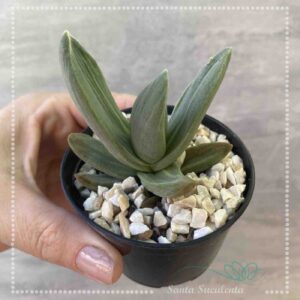 CRASSULA FALCATA MONSTRUOSA – PT 07 cm