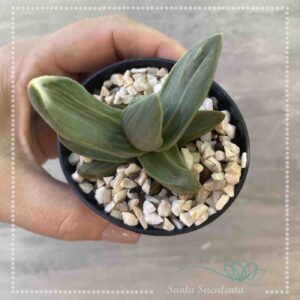 CRASSULA FALCATA MONSTRUOSA – PT 07 cm