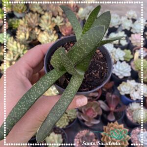 GASTERIA ACINACIFOLIA (COLONIA) – PT 09 cm