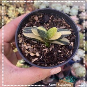 GASTERIA GRACILIS VARIEGATA – PT 09 cm