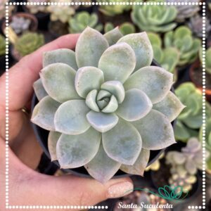 GRAPTOVERIA FANTOME – PT 11 cm