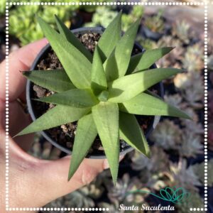 HAWORTHIA ANGUSTIFOLIA – PT 11 cm