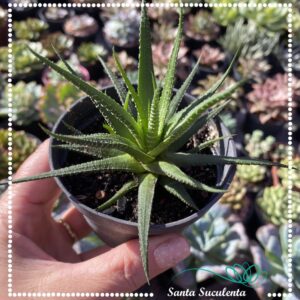 HAWORTHIA ATTENUATA – PT 09 cm
