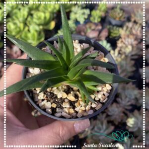 HAWORTHIA BECCARIA – PT 09 cm