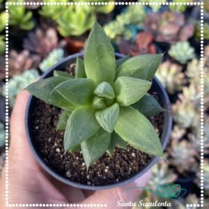 HAWORTHIA CUSPIDATA – PT 09 cm