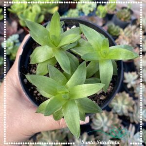 HAWORTHIA CYMBIFORMISN (TRIO) – PT 11 cm