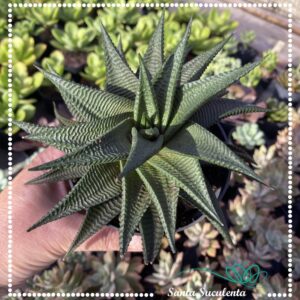 HAWORTHIA LIMIFOLIA VAR. SPIRALIS – PT 11 cm