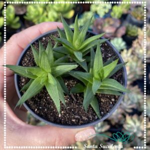 HAWORTHIA MARUMIANA (TRIO) – PT 11 cm