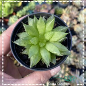 HAWORTHIA RETUSA VAR. TURGIDA – PT 07 cm