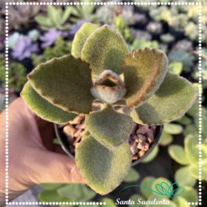 KALANCHOE BEHARENSIS FANG – PT 09 cm