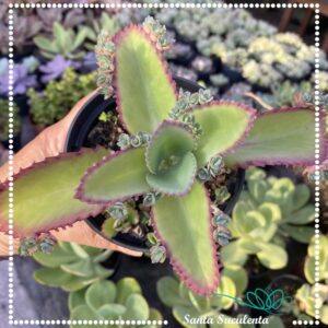 KALANCHOE LAETIVIRENS – PT 11 cm
