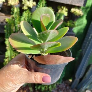 KALANCHOE LUCIAE  – PT 11 cm